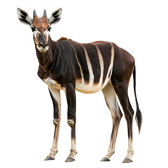 Fototapeta premium Mysterious Majesty The Elegant and Elusive Okapi
