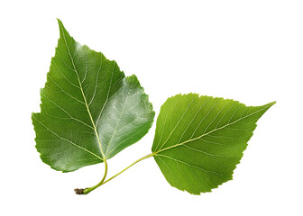 Fototapeta premium Two Green Birch Leaves with Serrated Edges and Triangular Shapes