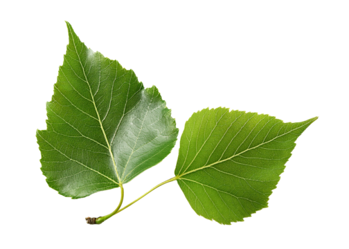 Two Green Birch Leaves with Serrated Edges and Triangular Shapes