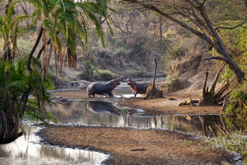 Hippos in Serengeti National Park - Tanzania  © Doctor Livingstone
