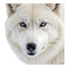 Obraz premium White wolf with piercing blue eyes staring ahead