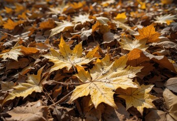  Wilted Elegance A Study of the Beauty of Decomposed Leaves