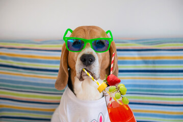 funny beagle dog in sunglasses drinking cocktail on sofa