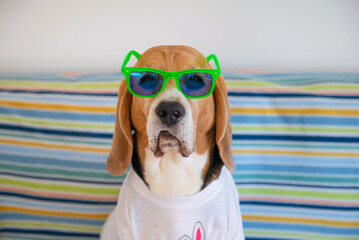 funny beagle dog in green glasses sits on the couch