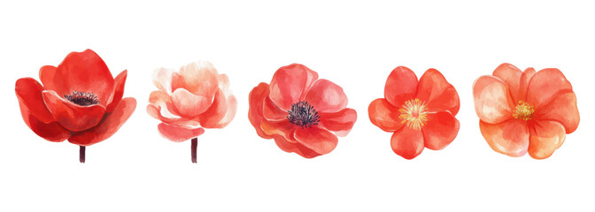 Watercolor red and coral flowers collection for design, featuring various petal shapes and soft painterly textures