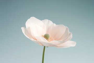 capture vibrant close-up of single blooming flower in perfect focus against softly blurred neutral background highlighting