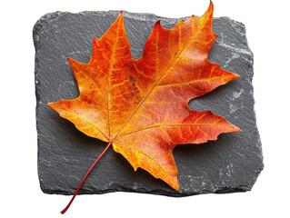 Isolated Autumn Maple Leaf on Slate