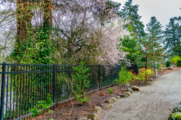 Fence And Spring Blossoms