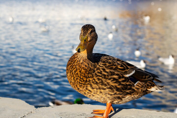 A duck is standing on a ledge that is situated near a body of water