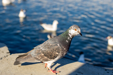 A pigeon is standing on a ledge that is positioned next to a body of water