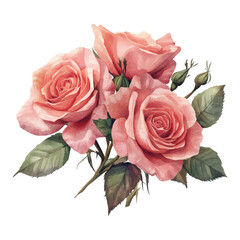 Elegant watercolor bouquet of blooming pink roses with buds and leaves for romantic floral decor and vintage design themes