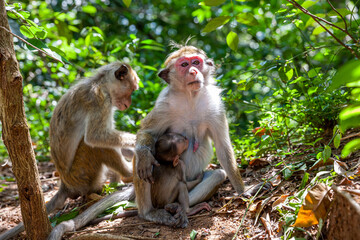 Sri Lanka, Dambulla, Golden Temple, Toque Macaque (Macaca sinica), Adult and cub
