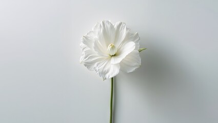 Obraz premium A single large white flower with buds and a long green stem