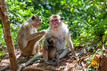 Sri Lanka, Dambulla, Golden Temple, Toque Macaque (Macaca sinica), Adult and cub
