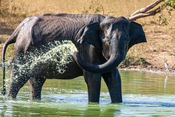 Fototapeta premium Sri Lanka, Uda Walawe National Park, Sri Lankan Elephant (Elephas maximus maximus)