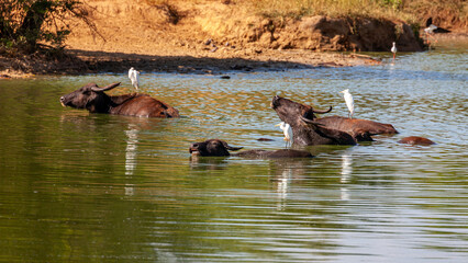 Sri Lanka, Uda Walawe National Park, Water Buffalo (Bubalus bubalis) © Luigi