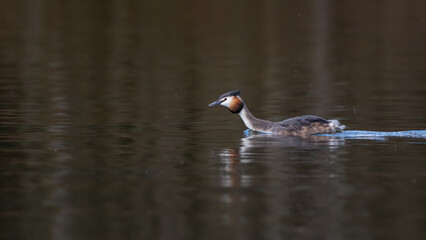 Great crested grebes (Podiceps cristatus) swimming on a spring day