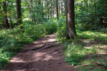 A path through a green forest