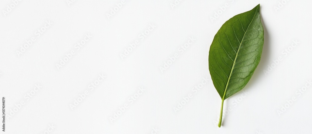 Poster single green leaf on a white background. the leaf is elongated and has a pointed tip at the bottom. 