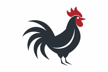 rooster isolated on white background