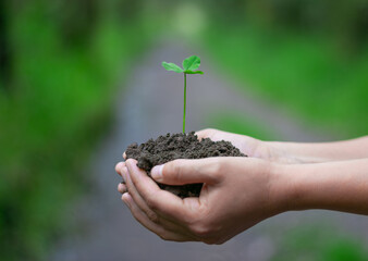 Two nurturing hands cradle soil and a vibrant green sprout against a blurred outdoor background. Perfect for themes of growth, environmental care, and Earth Day.