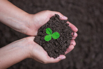 Hands holding rich soil with a small green seedling. Concept of Earth Day, sustainability, ecology,...