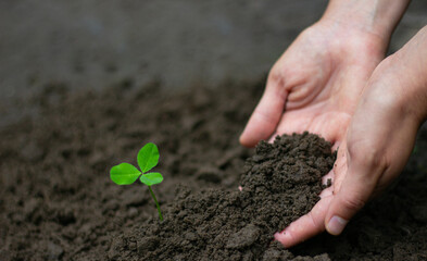 Two caring hands gently hold dark soil, nurturing a vibrant green seedling with three leaves....
