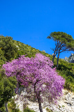 Maiori, Amalfitana, Amalfi K&uuml;ste, Italien