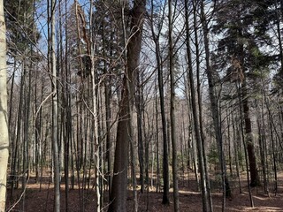 Serene Pine Forest in the Carpathian Mountains - Majestic Natural Beauty