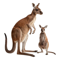 Fototapeta premium Kangaroo with a Joey Standing on a White Background