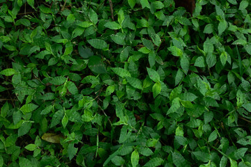 high contrast tropical plant background	