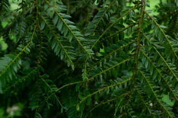 high contrast tropical plant background	