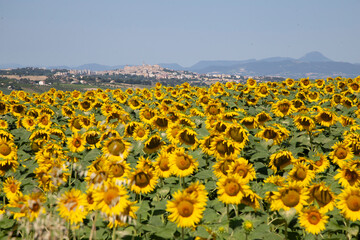 Obraz premium Girasoli colline marchigiane apicoltura