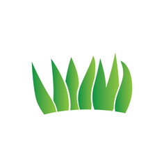 green plant vector illustration, sansevieria icon
