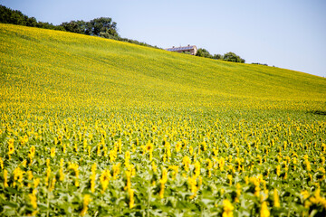 Girasoli colline marchigiane apicoltura © Piergiorgio Greco