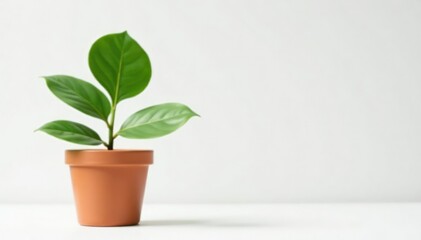 Fototapeta premium Single plant in a pot, isolated white background, botanical, wallpaper