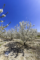 Kirschblüte, Apulien, Italien