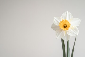 Obraz premium delicate daffodil in morning sunlight detailed petals and vivid colors illuminated against light backdrop
