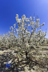 Kirschblüte, Apulien, Italien