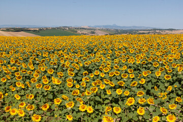 Collna marchigiana girasoli