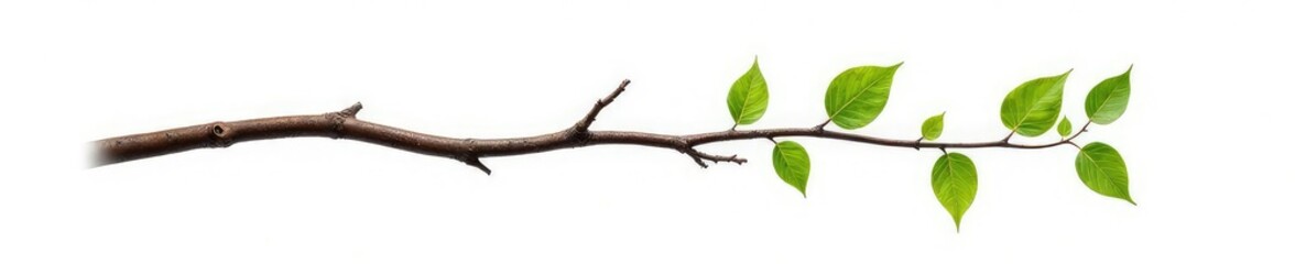 Single tree branch isolated on white background with delicate knots, tree, white