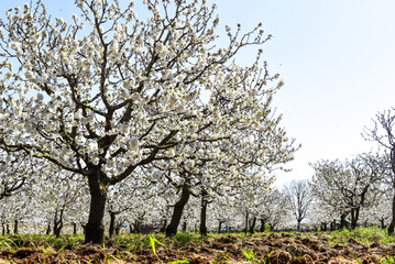 Fototapeta premium Kirschblüte, Apulien, Italien