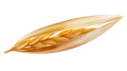 Single barley grain with light golden color and finely detailed husk. Isolated on white background.