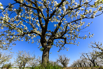 Kirschblüte, Apulien, Italien