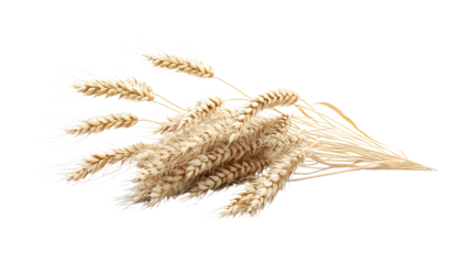 Handful of golden wheat grains, scattered with fine details and natural imperfections. Isolated on white background