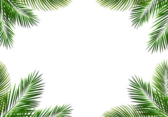 Green Palm Branch Isolated White Background