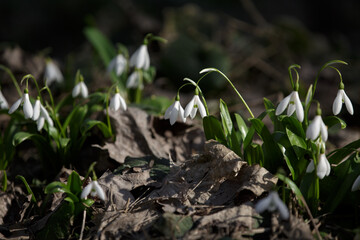 Snowdrops. Galanthus nivalis. First spring flowers.  Fresh snowdrops in a shady forest. White spring snowdrops. Snowdrop meadow