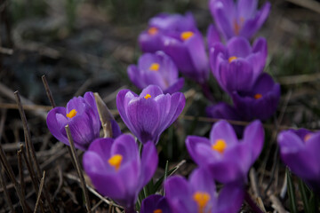Crocus with orange stigma. Close-up of a purple saffron flower. Luxurious saffron flowers. Crocus...
