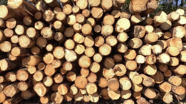 Woodworking industry background concept abstract stacked logs sunny day