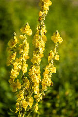 Tall stalks of vibrant yellow flowers stand against a soft green backdrop, showcasing the beauty of nature's artistry and pollinator activity.